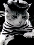 Cat+beret.jpg