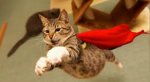 cat.jpg