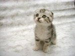 Cute_kitten.p.jpg