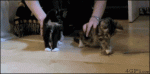 xCmHV6lLXTgmk.gif xCmHV6lLXTgmk.gif
