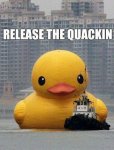 quack.jpg