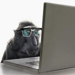 monkey-wearing-spectacles-using-laptop-computer-andrew-bret-wallis.jpg