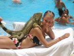 Iguana_2.jpg