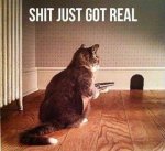 badcat.jpg