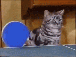 ping-pong-cats.gif ping-pong-cats.gif
