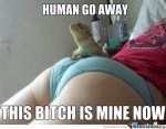 relax-lizard-relax_c_1810295.jpg