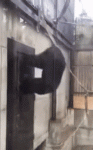 EEC57083-8B1F-4534-B9B8-44F1AC0E3DE3.gif EEC57083-8B1F-4534-B9B8-44F1AC0E3DE3.gif