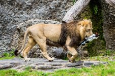 view-lion-zoo-eating-swiss-rabbit-71529718.jpg