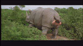 ace_ventura_rhino_2017-08-04.gif