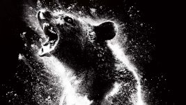 CocaineBear.jpeg CocaineBear.jpeg