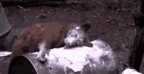 cocaine_bear.gif cocaine_bear.gif