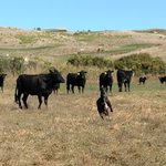 RumpleCows.jpg RumpleCows.jpg