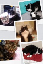 image-COLLAGE.jpg