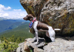koa-leash-out2a.png