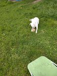 bella.jpg