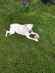 bella1.jpg