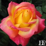 roselily