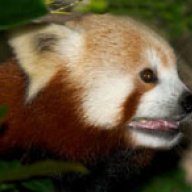 RedPanda