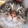 Tommythekat