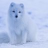 IcefoxKris