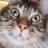 Tommythekat